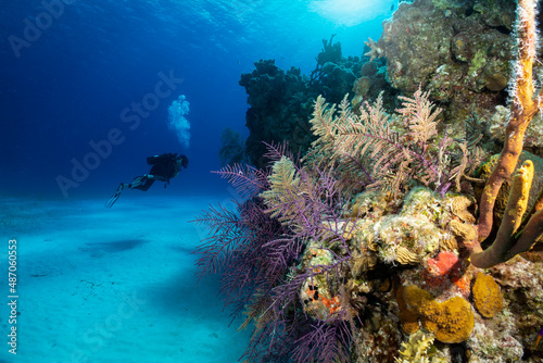 Fotografiet The beautiful underwater landscape of the Bahamas, Long Island, with colorful co