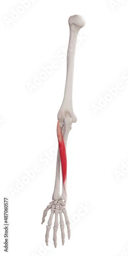 Quadro su tela 3d rendered medically accurate muscle illustration of the extensor carpi ulnaris