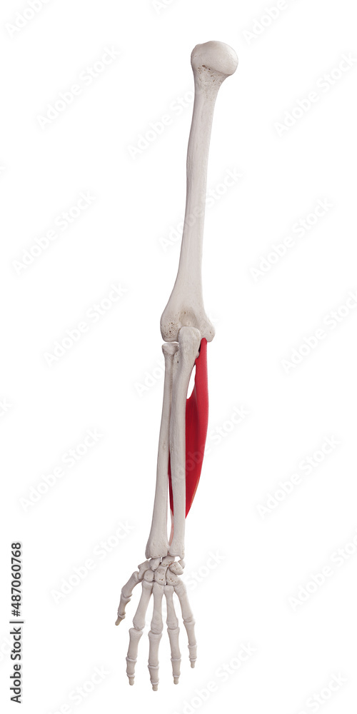 3d rendered medically accurate muscle illustration of the flexor digitorum superficialis