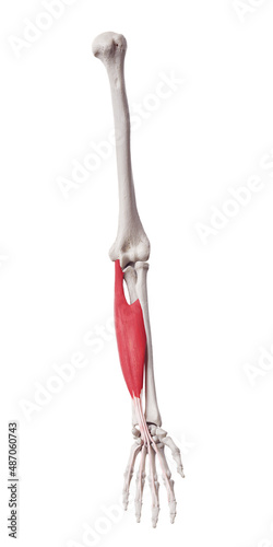 3d rendered medically accurate muscle illustration of the flexor digitorum superficialis