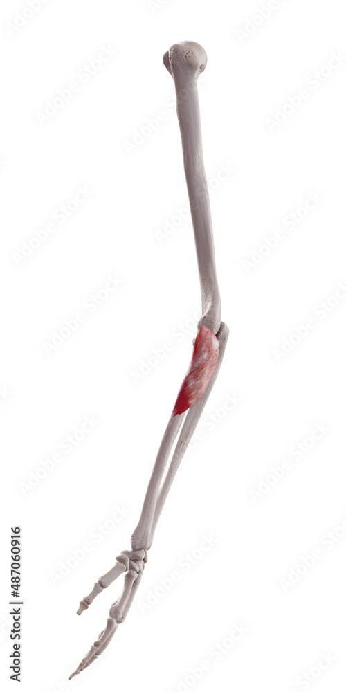 3d rendered medically accurate muscle illustration of the supinator 3d rendered medically accurate muscle illustration of the supinator