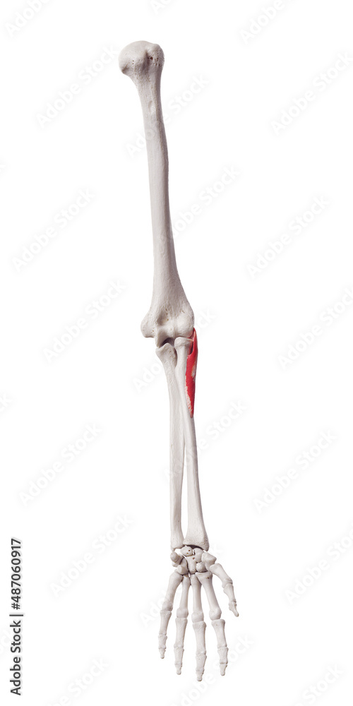 3d rendered medically accurate muscle illustration of the supinator 3d rendered medically accurate muscle illustration of the supinator