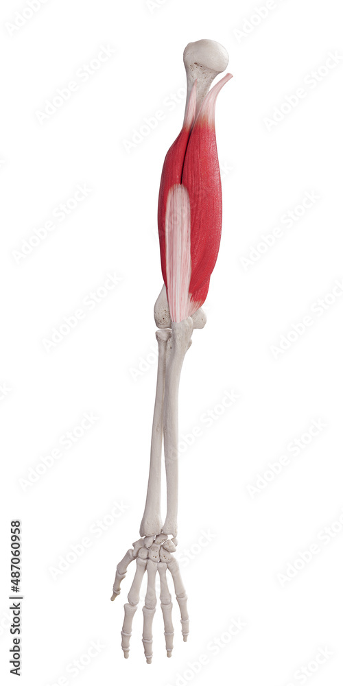 3d rendered medically accurate muscle illustration of the triceps 3d rendered medically accurate muscle illustration of the triceps