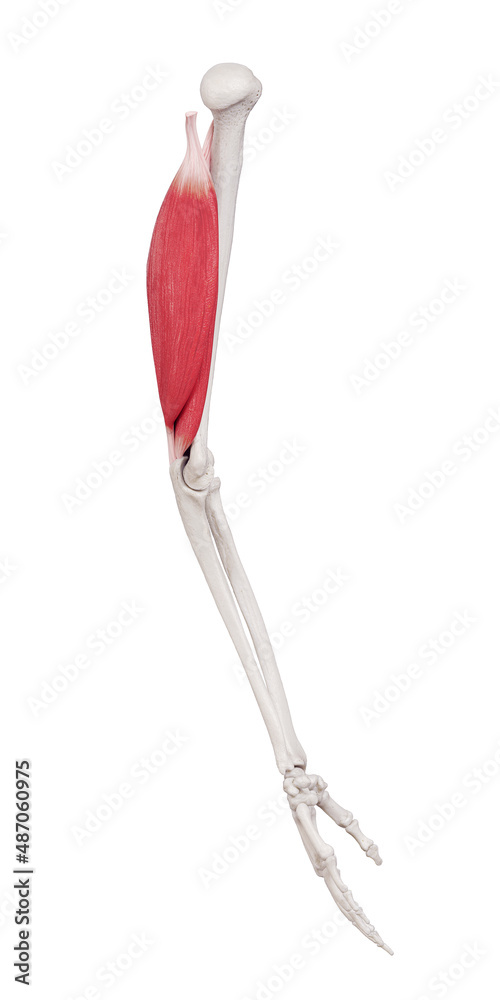 3d rendered medically accurate muscle illustration of the triceps 3d rendered medically accurate muscle illustration of the triceps