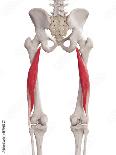 3d rendered medically accurate muscle illustration of the biceps femoris longus