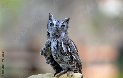 A tiny little screech owl