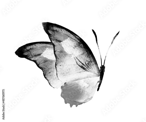 Black and white watercolor butterfly , isolated on the white background