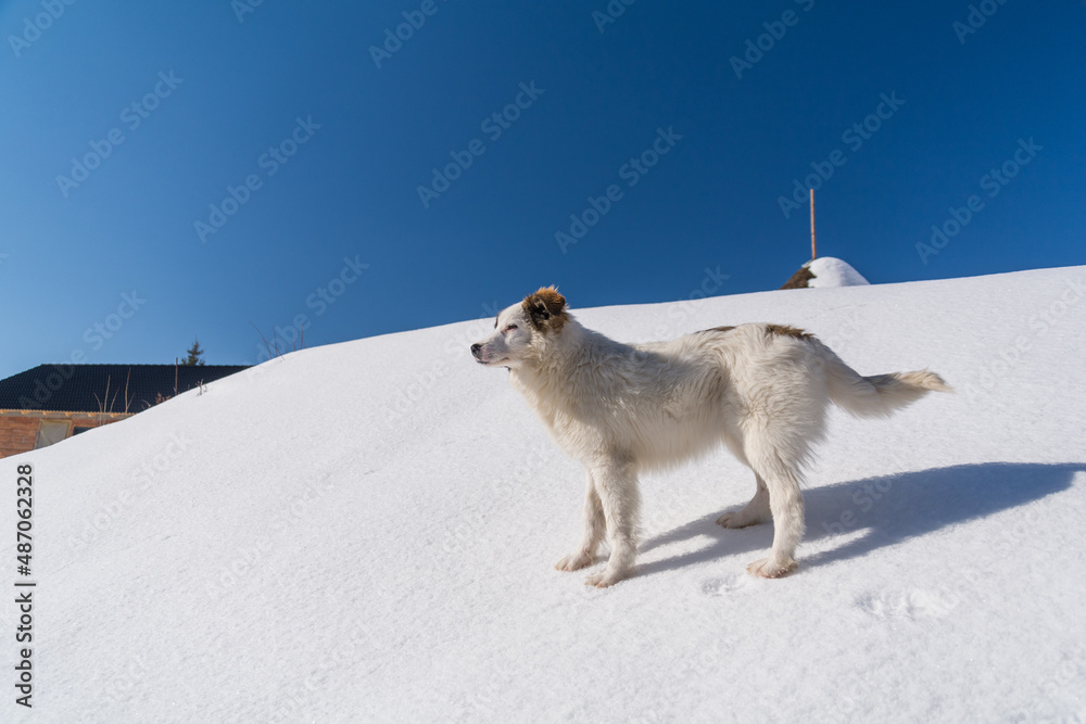 Obraz premium Dog in snow