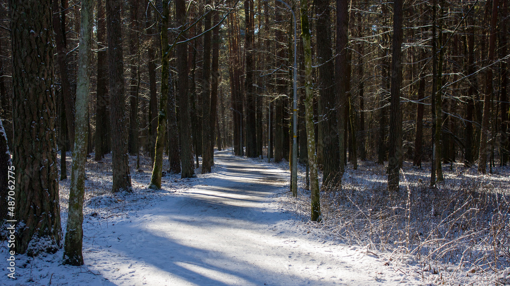 Naklejka premium Neighborhood of Grodno, Belarus. Forest road in the snow and coniferous tree trunks illuminated by the sun