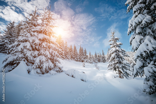 Splendid frosty day and snowy coniferous forest in the sunlight. Carpathian mountains, Ukraine.