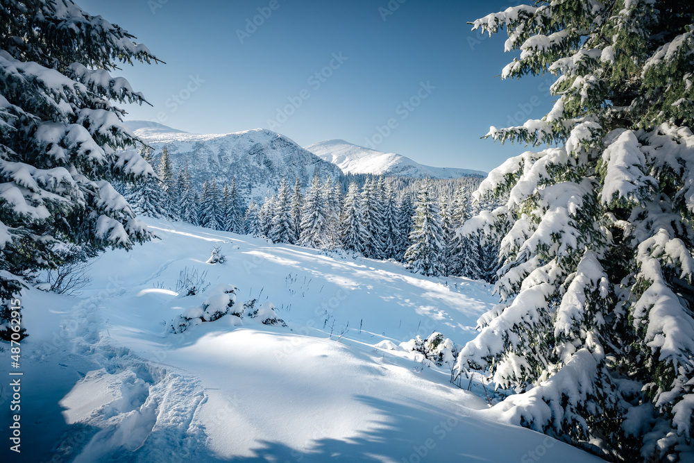 Splendid snowy landscape and Christmas trees on a frosty sunny day. Carpathian mountains, Ukraine.