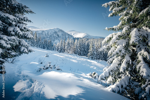 Splendid snowy landscape and Christmas trees on a frosty sunny day. Carpathian mountains, Ukraine. © Leonid Tit
