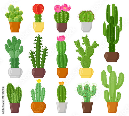 Cartoon potted cactuses, desert plants, cacti and succulents. Indoor potted plants, botanical green cactus flowers vector illustration set. Cactuses in pots