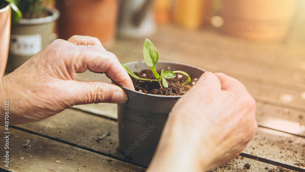 Hands fixing plant located in pot that has plant's passport inscribed