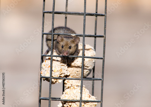 A grey-brown house mouse (Mus musculus) feeding on fat balls in a garden bird feeder