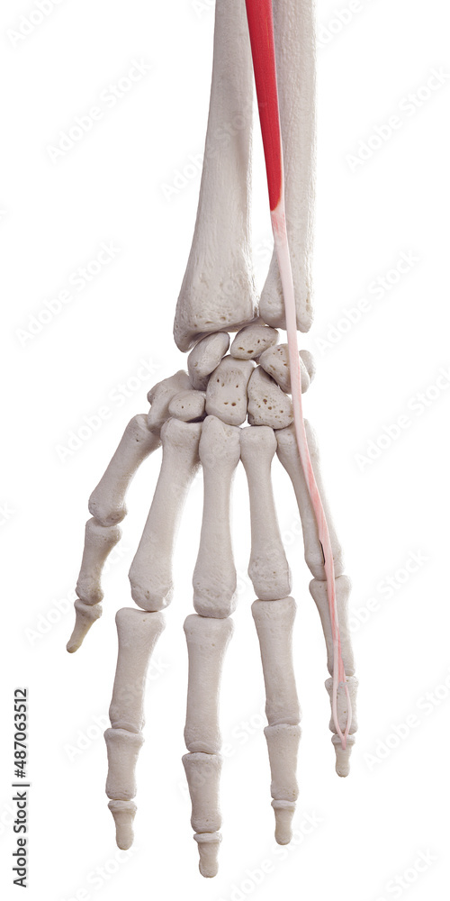 3d rendered medically accurate muscle illustration of the extensor digiti minimi