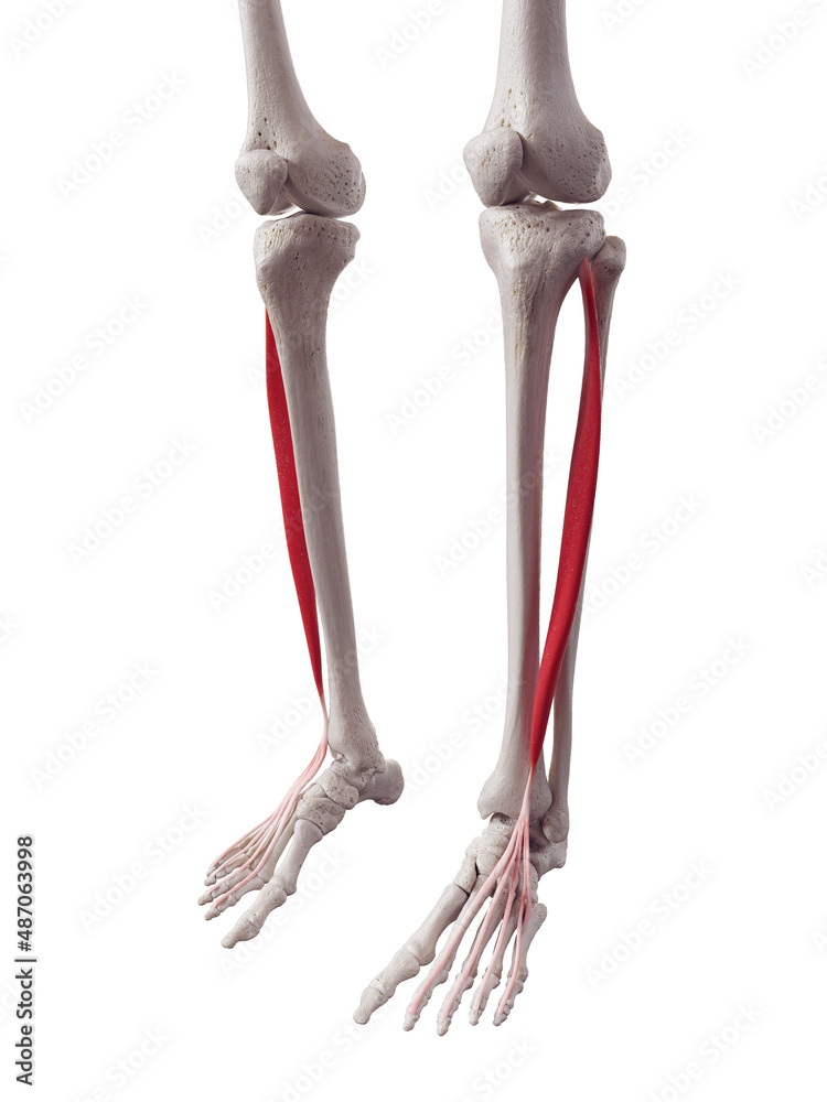 3d rendered medically accurate muscle illustration of the extensor digitorum longus 3d rendered medically accurate muscle illustration of the extensor digitorum longus