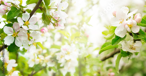 Fototapeta Naklejka Na Ścianę i Meble -  Spring flowers banner