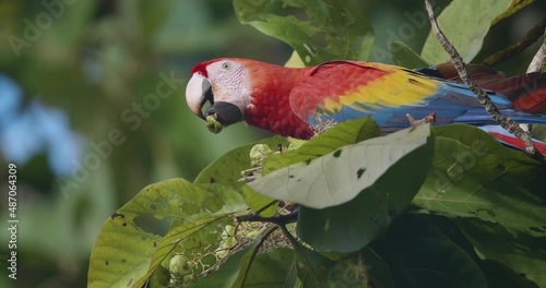 stunning red, blue and yellow Scarlet macaw feeds on seeds at forest canopy. Wildlife, tropical habitat photo
