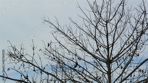 branches of a tree