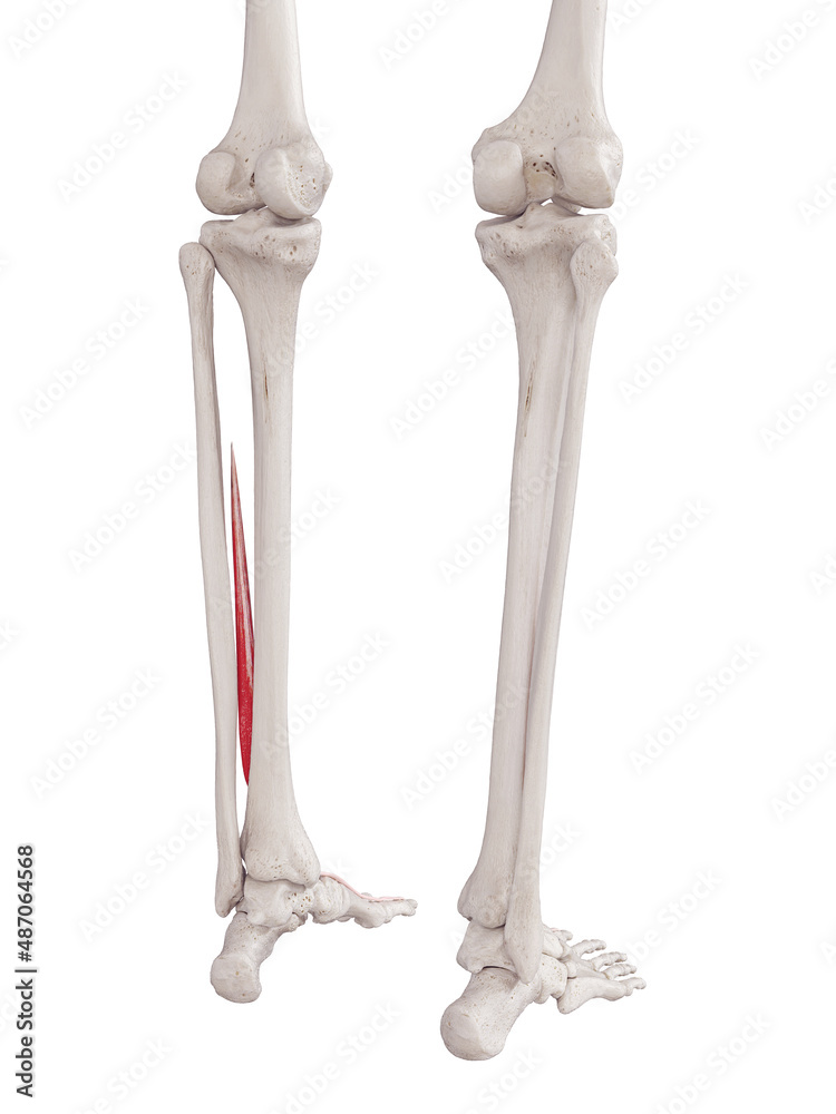 3d rendered medically accurate muscle illustration of the extensor hallucis longus 3d rendered medically accurate muscle illustration of the extensor hallucis longus
