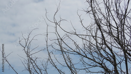 branches against blue sky