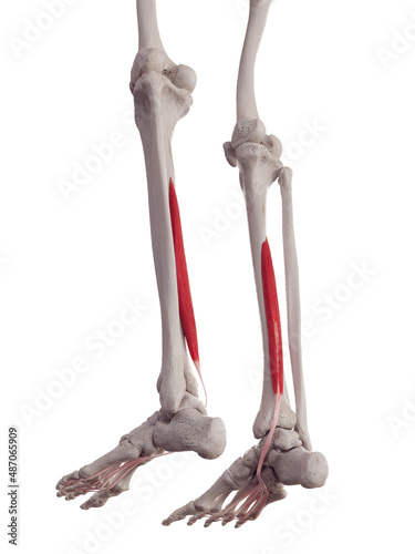 Konstfotografi 3d rendered medically accurate muscle illustration of the flexor digitorum longu