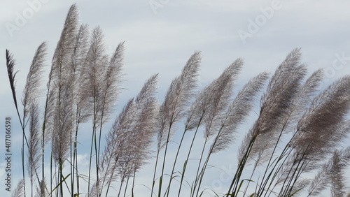 reeds in the wind