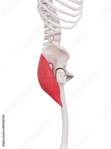 3d rendered medically accurate muscle illustration of the gluteus maximus photo