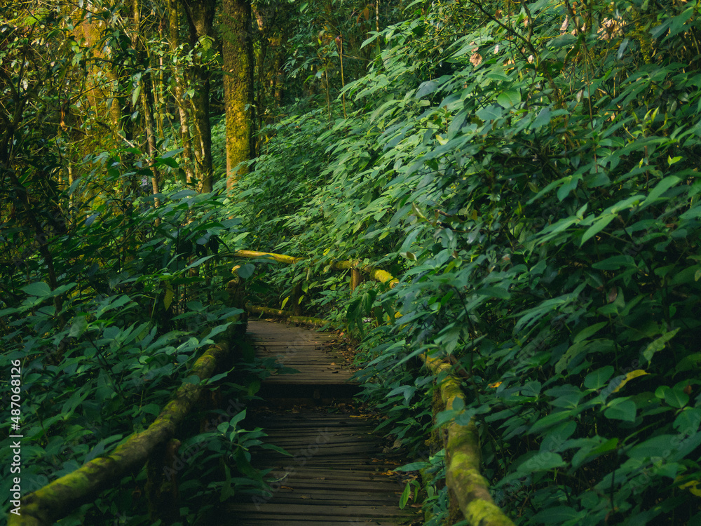 Obraz premium Rainforest in Doi Inthanon National Park , Thailand