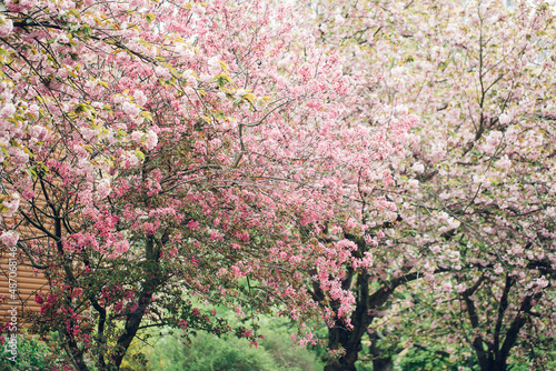 Blooming pink Malus floribunda or Japanese flowering crab apple tree and sakura cherry blossom in spring blooming park. Soft selective focus