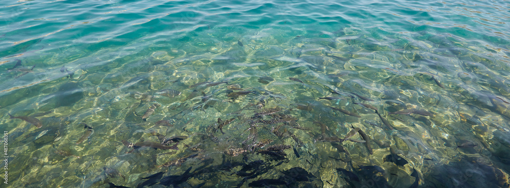 fish in shallow water