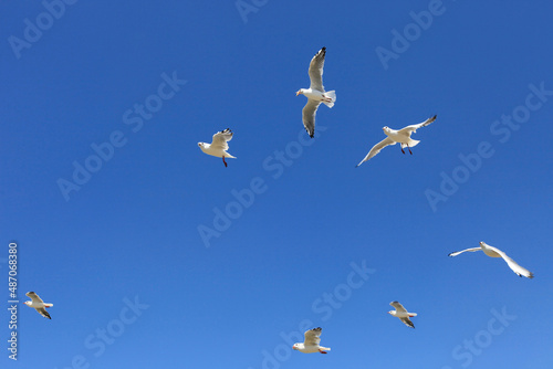 White seagull birds fly in the blue sky