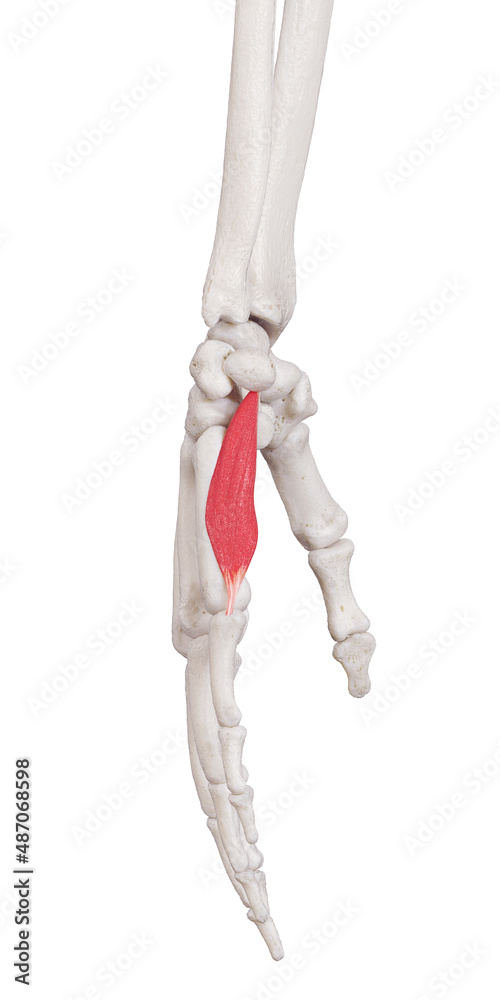 3d rendered medically accurate muscle illustration of the opponens digiti minimi 3d rendered medically accurate muscle illustration of the opponens digiti minimi
