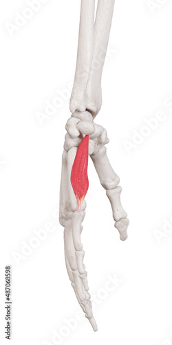 3d rendered medically accurate muscle illustration of the opponens digiti minimi photo
