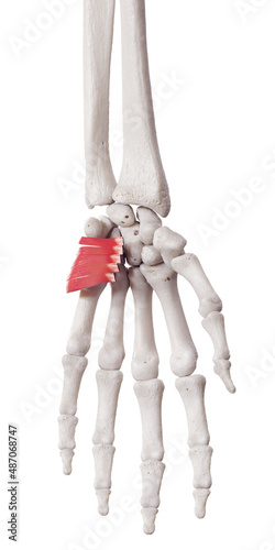 3d rendered medically accurate muscle illustration of the palmaris brevis photo