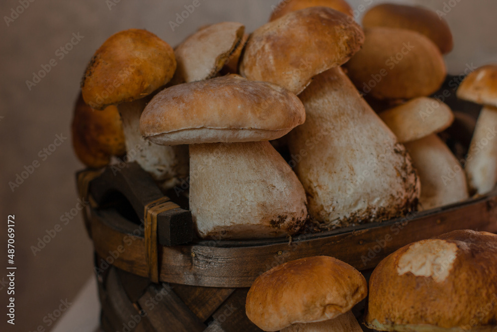 Porcini. White Mushrooms close up. Big mushrooms Porcini. White Mushrooms close up. Big mushrooms