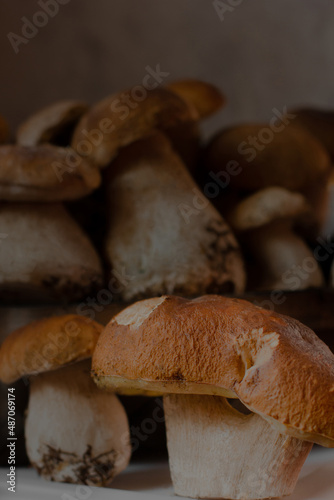 Porcini. White Mushrooms close up. Big mushrooms