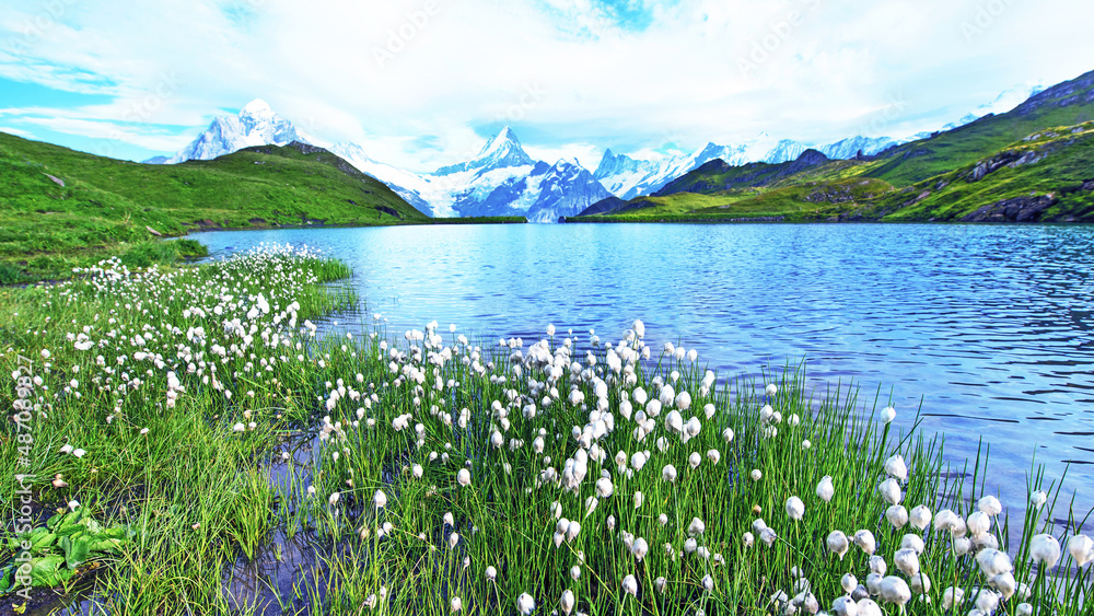 Amazing view of flowers eriophorum sheuchzeri near the lake. Swiss Alps, Wetterhorn, Schreckhorn, Finsteraarhorn et Bachsee.