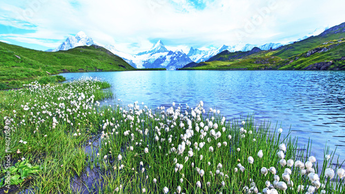 Obraz na płótnie Amazing view of flowers eriophorum sheuchzeri near the lake. Swiss Alps, Wetterhorn, Schreckhorn, Finsteraarhorn et Bachsee. w salonie