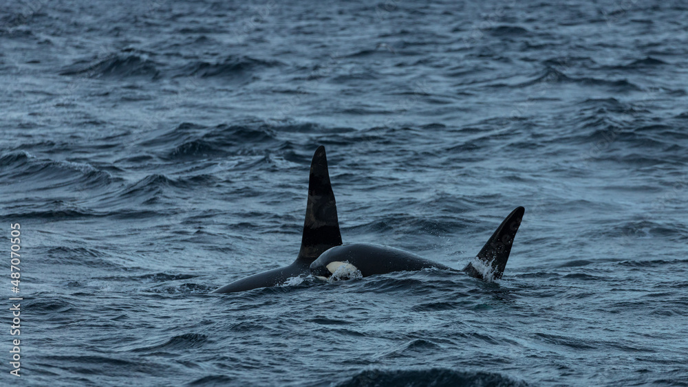 Killer whales ( Orcinus orca ) feeding on herring, off the coast of Andenes, Norway during winter season Killer whales ( Orcinus orca ) feeding on herring, off the coast of Andenes, Norway during winter season