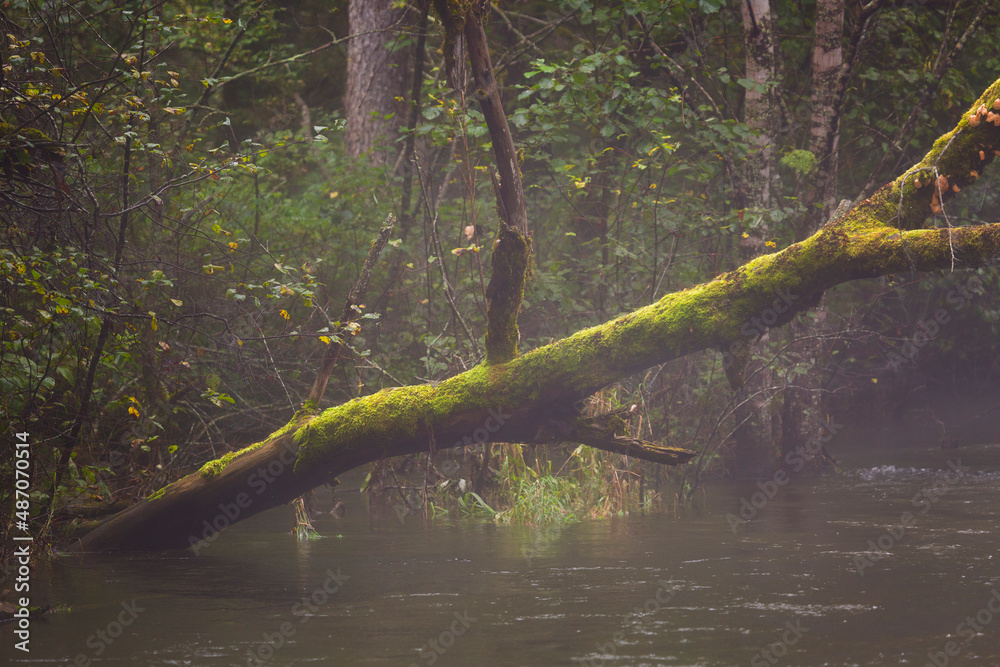 An old tree leaning over a river on a foggy day An old tree leaning over a river on a foggy day