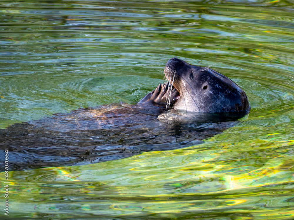 Fototapeta premium Seal on the water.
