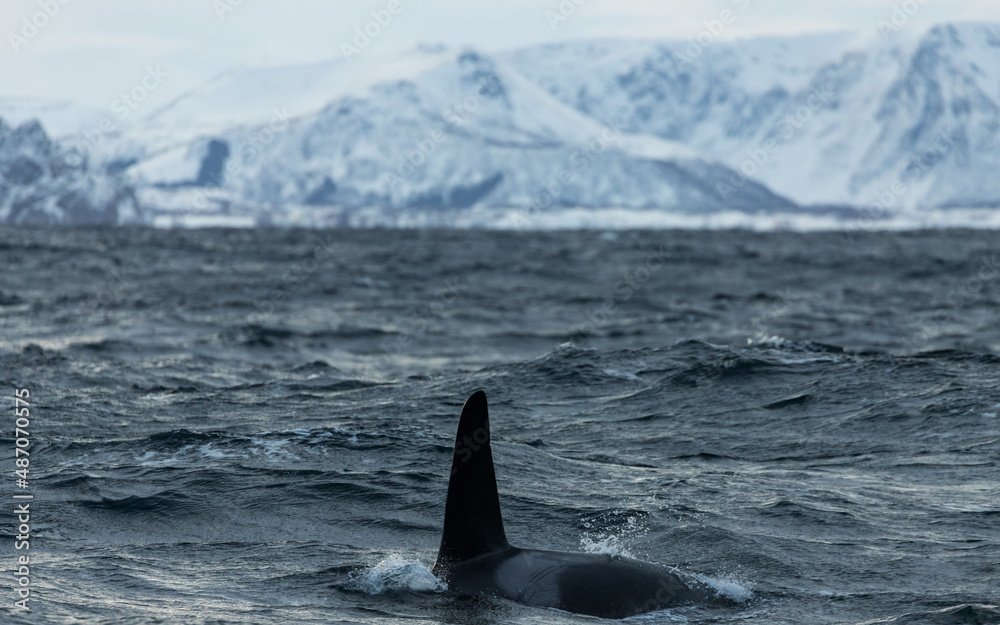 Fototapeta premium Killer whales ( Orcinus orca ) feeding on herring, off the coast of Andenes, Norway during winter season 