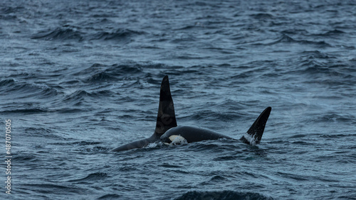 Killer whales   Orcinus orca   feeding on herring  off the coast of Andenes  Norway during winter season 