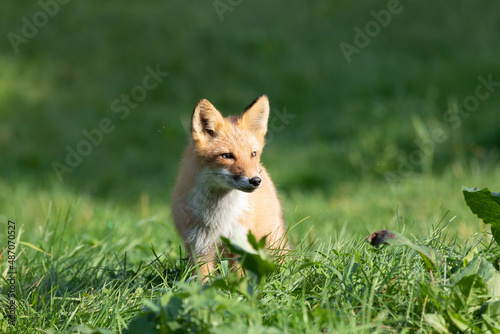 Red fox walks on green grass