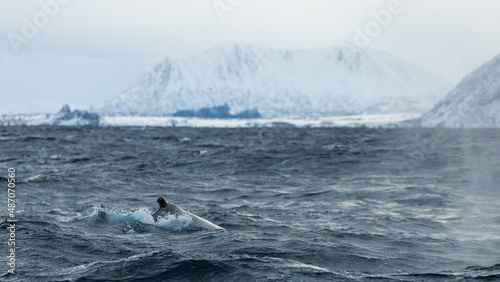 Killer whales ( Orcinus orca ) feeding on herring, off the coast of Andenes, Norway during winter season 