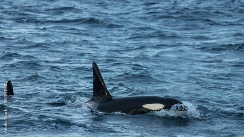 Killer whales   Orcinus orca   feeding on herring  off the coast of Andenes  Norway during winter season 