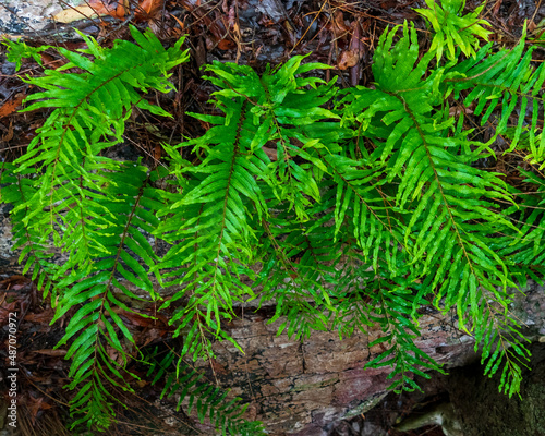 Green fern in the forest  Mount Nebo  Queensland  Australia 
