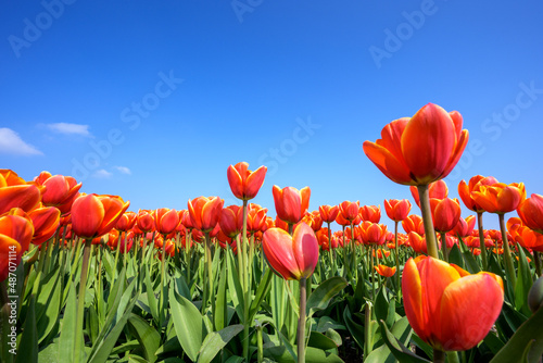 Red tulips in field with blue sky  North Holland  Netherlands.
